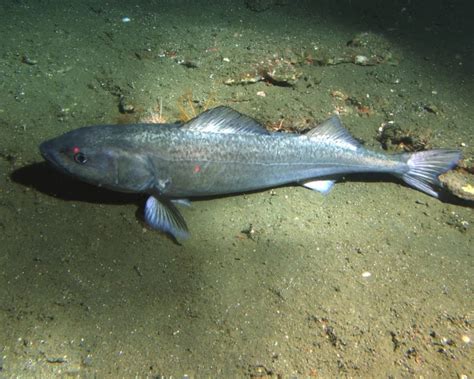 Sablefish - Facts, Diet, Habitat & Pictures on Animalia.bio