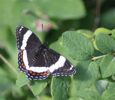 Red Spotted Admiral Butterflies Of Oakland County Mi Inaturalist