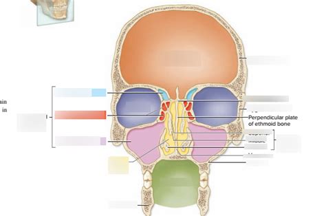 Cranial Cavities And Sinuses Diagram Quizlet