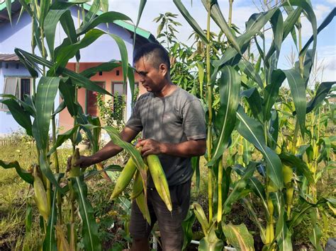 Detail Sayuran Kacang Dan Jagung Termasuk Tanaman Koleksi Nomer