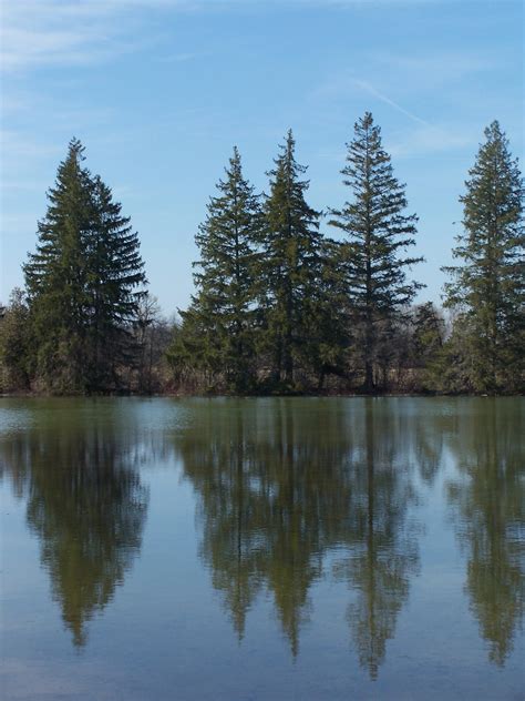 Photo Trees Reflecting In Pond Andy Arthur Org