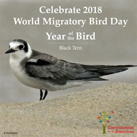 World Migratory Bird Day | 0424 Black Tern