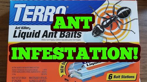 Terro Liquid Ant Bait Does It Work Youtube