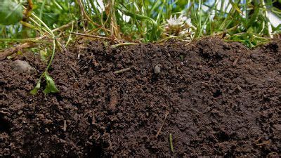 8 Usos Del Vinagre En El Huerto Y Jardin La Huerta De Ivan Garden