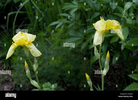 Yellow Bearded iris Stock Photo - Alamy