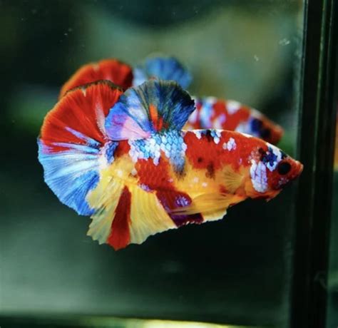 multicolour betta size medium  rs pair  tiruchirappalli id