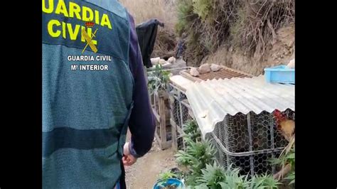 Guardia Civil Frustra Pelea De Gallos Clandestina En Adra Almer A