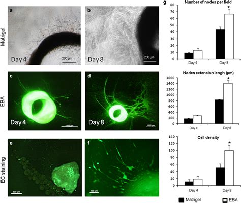 Aortic Ring Assay In Egg White Matrix Vs Matrigel A B Rat Aorta