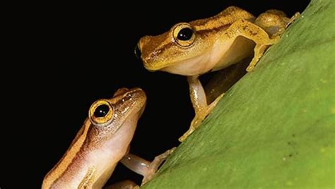 New Tree Frog Genus Offers Hope Of Uncovering Many More Amphibian