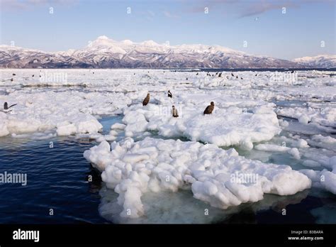 Steller S Sea Eagles And White Tailed Eagles On Ice Floe Nemuro