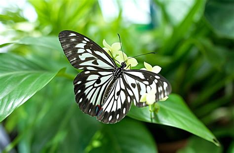 Black And White Butterfly On White Plant Background Insect Leaf