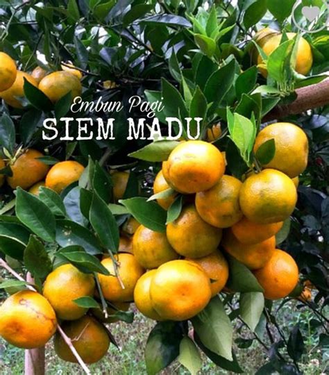 Jual Bibit Pohon Buah Jeruk Keprok Siam Madu Jaminan Manis Di Lapak