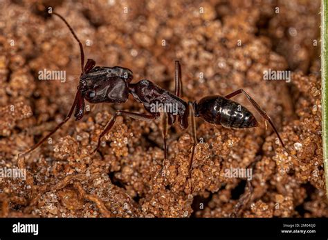 Adult Trap Jaw Ant Of The Genus Odontomachus Stock Photo Alamy