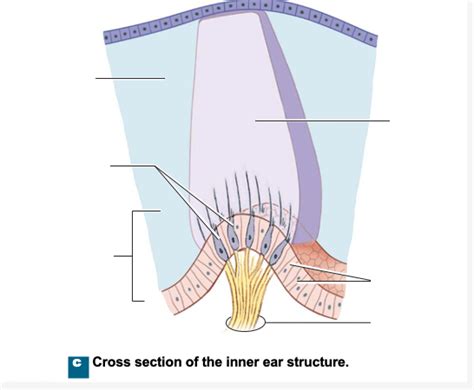 Inner ear structure Diagram | Quizlet