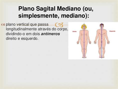 Planos De Delimitação E Secção Do Corpo Humano