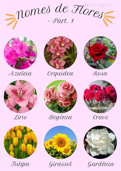 Nomes De Flores E Imagens - Nome de Flores | Flores e seus nomes, Nomes de flores, Tipos de flores
