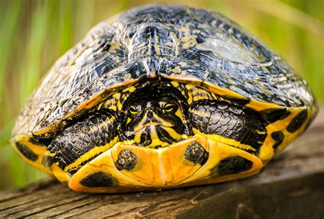 Trachemys Scripta Scripta Turtle Photographer Sliders