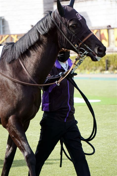 2月12日東京競馬☆7r☆3歳1勝クラス★マブセレナード★パドック 公式：黒澤ひかりのキラキラ日記～magic Kiss Lovers Only～