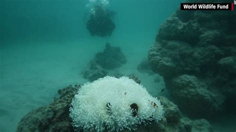 Images show coral bleaching in Great Barrier Reef - CNN