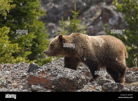 Grizzly Bear Yellowstone National Park Wyoming Stock Photo Alamy