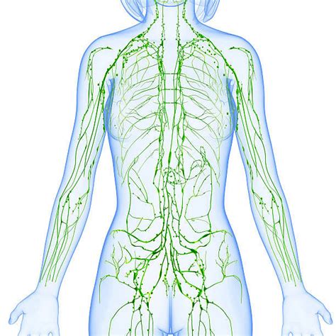 The Lymphatic System Housekeeping For Your Organs