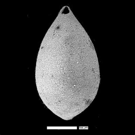 Duplella Baggi Unknown Usa Miocene Neogene Foraminifera