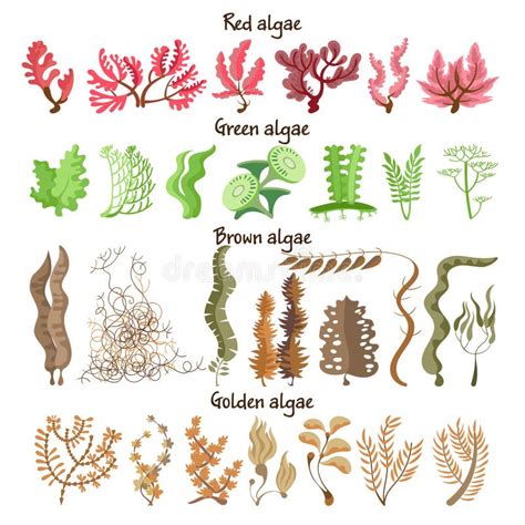 Underwater Plants With Names