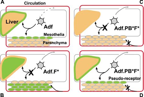 Ablating CAR And Integrin Binding In Adenovirus Vectors Reduces