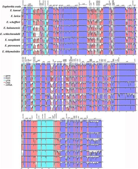 Frontiers Plastome Evolution In The Hyperdiverse Genus Euphorbia