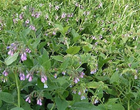 Comfrey Medicinal Uses Healing Properties Benefits Britannica