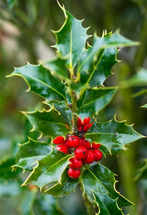 Alaska Stechpalme Ilex Aquifolium Alaska G Nstig Online Kaufen