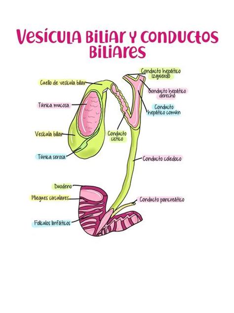 Ves Cula Biliar Y Conductos Biliares Enfermero Isaias Rivas