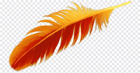 Feather Bird Drawing Watercolor Feather Orange Color Png Pngegg