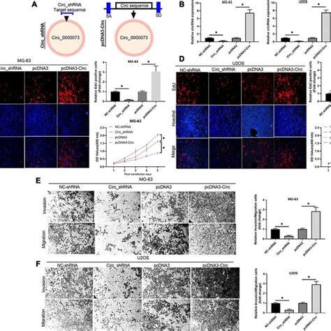 Hsa Circ 0000073 Induced Proliferation Migration And Invasion Of OS