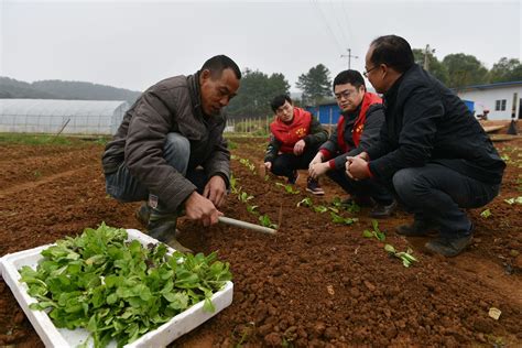 “待业”高校生：把“课堂”开田间 把“技术”送农家门 中国科技网