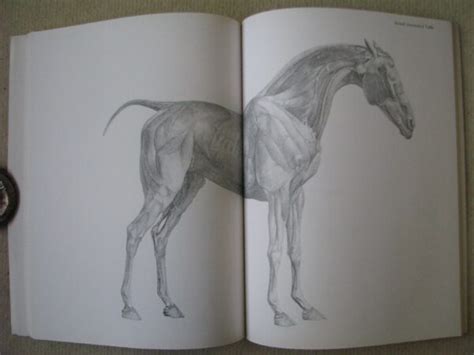 Anatomy Of The Horse George Stubbs Horse Books