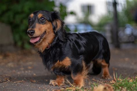 My silky boy. : r/Dachshund