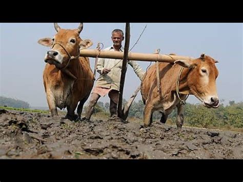 Beautiful Village In Pakistan Best Lifestyle Incredible Traditional