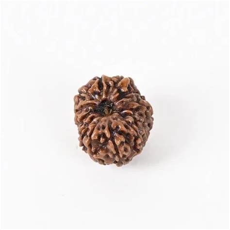 Mukhi Indonesian Rudraksha Beads At Rs In