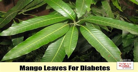 Amazing Benefits Of Mango Leaves For Diabetics Blog Health Wau