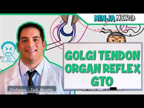 Free Video: Neurology - Spinal Cord: Golgi Tendon Organ Reflex from ...