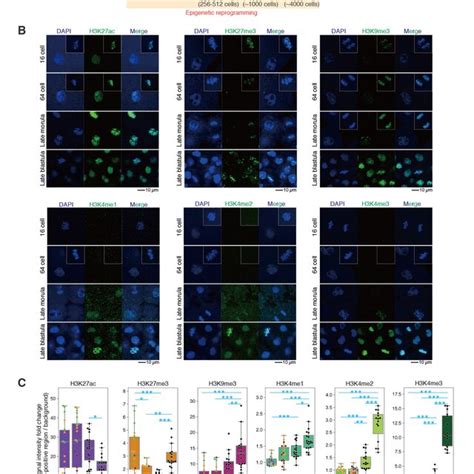 H K Ac Pre Marking Is Associated With Future Gain Of Histone