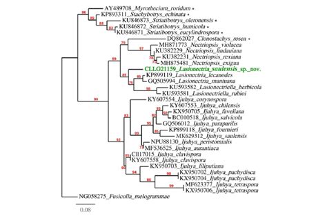 Maximum Likelihood Phylogeny Lnl Of Lasionectria Spp