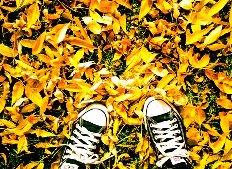 Playin In The Leaves Sandra Rouse Flickr