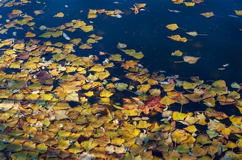 Premium Photo Yellow Autumn Leaves Float On The Surface Of The Water