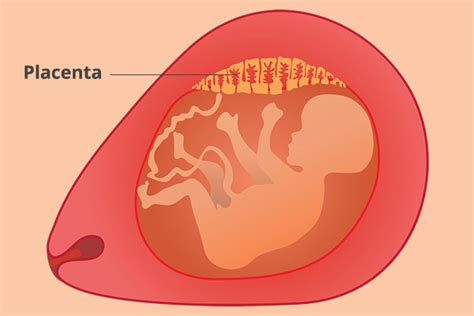 De Placenta Moederkoek Baby Nl