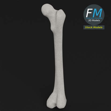 Anatomy - Human Femur 2 by FrancescoMilanese85 | 3DOcean