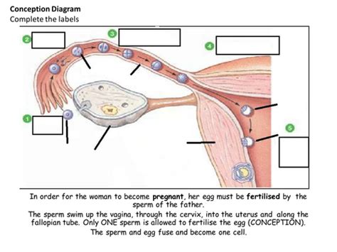 Conception | Teaching Resources