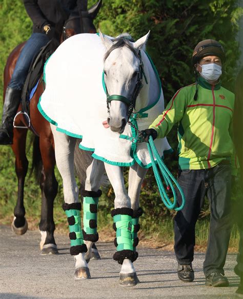 【安田記念】西村淳也騎手、ガイアフォースで念願g1初制覇へ挑む 6年目の若武者が8度目挑戦 競馬写真ニュース 日刊スポーツ