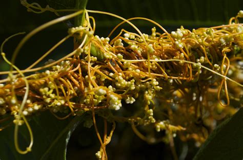 Dodder - Watching for WildflowersWatching for Wildflowers